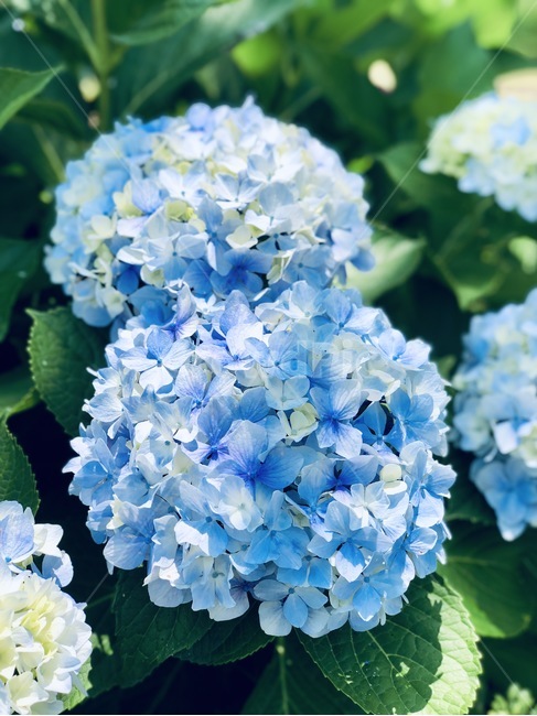 꽃,식물,수국,파란색,파란꽃,제주도,식물,자연,plants,nature,꽃,flower