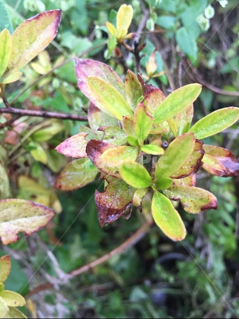 plant,식물,leaf,잎,초록