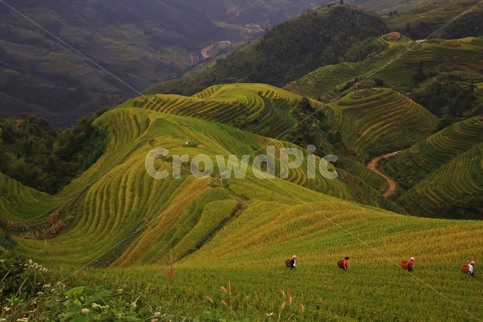 nature,자연,outdoors,옥외,scenery,풍경,landscape,경치,slope,경사,mountain,산,mountainrange,산맥,중국,계림,용척,용척제전,다랭이논,용척다랭이논,농업,농사,경작,농경지,집,가옥,사람,인간,원주민