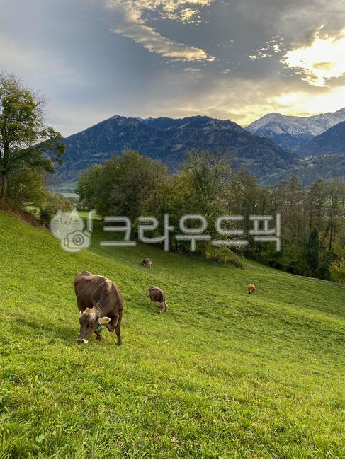 alps,grazing,cow,Swiss,Field,mountain,grass,livestock,farm,pasture,meadow,nature,wild ox,grassland,ranch,field,outdoors,Farm,animal,Livestock,bull,mammalia
