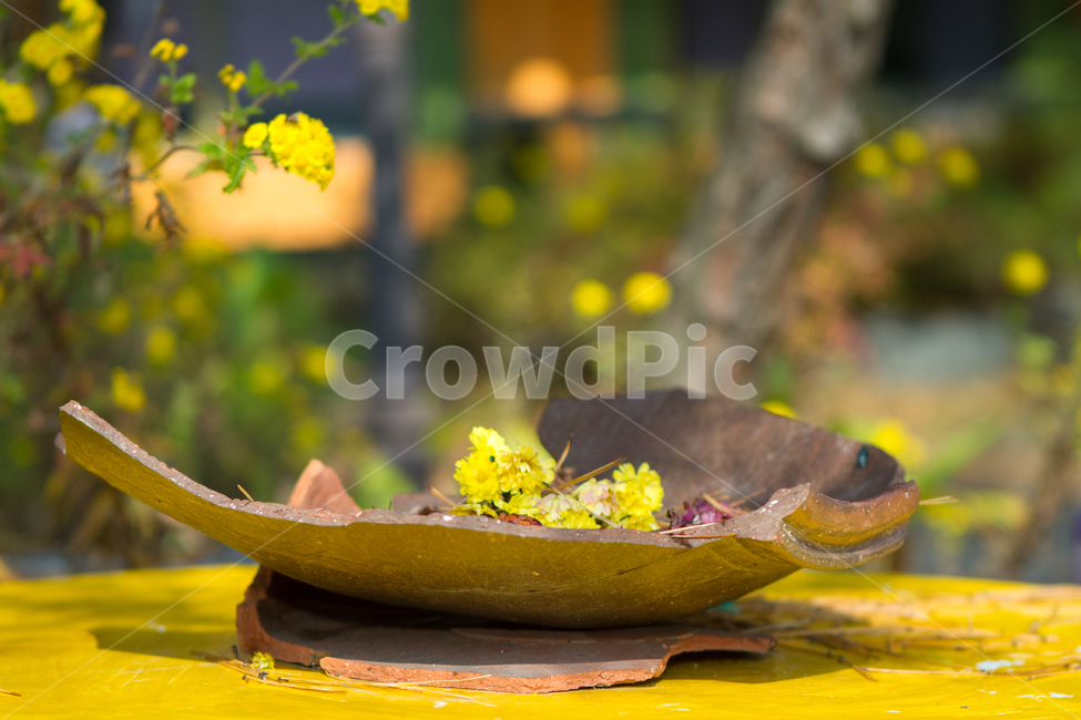 햇살,봄,자연,봄꽃,감성사진,봄,계절,spring,season,식물,자연,plants,nature,꽃,flower
