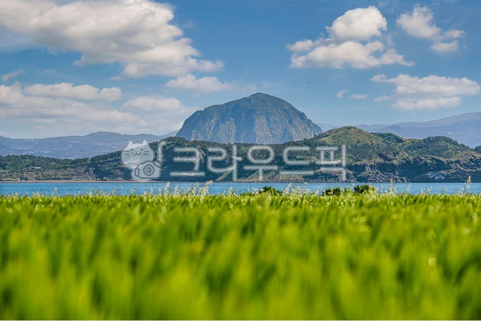 제주도,가파도,청보리밭,청보리,보리,보리밭,밭,경작,농업,클로즈업,섬,바다,곡식,곡물,산방산,한라산,나무,숲,봄,계절,경관,경치,초록색,파란색,nature,자연,outdoors,옥외,sky,하늘,cloud,구름,cumulus,적운,weather,날씨,mountain,산,mountainrange,산맥,field,필드,grassland,목초지