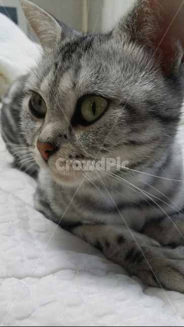 애완동물,pet,고양이,cat,동물