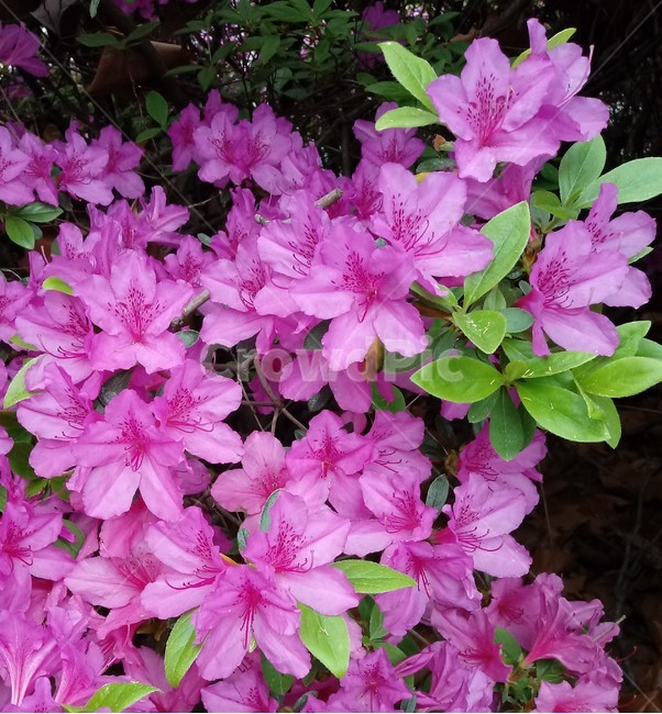 철쭉,smilerosebay,진달래과,식물,봄꽃,개꽃나무,springseasonflower,척촉화,낙엽관목,관상용