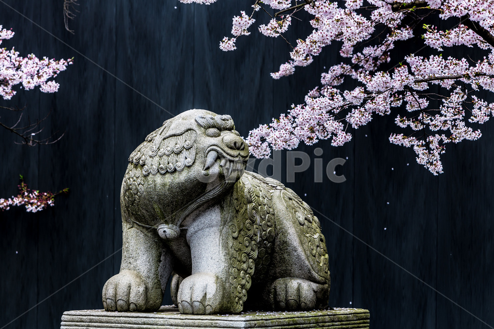spring,Cherry Blossom,spring road,statue,sculpture,Haitai Award,flower