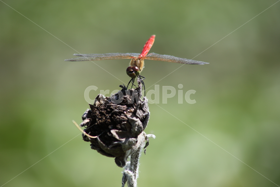 고추잠자리,잠자리,곤충,reddragonfly,dragonfly,동물,animal,곤충,벌레,insect,bug