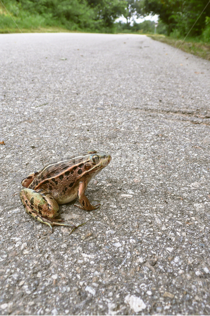 frog,road,개구리,도로,여름,길