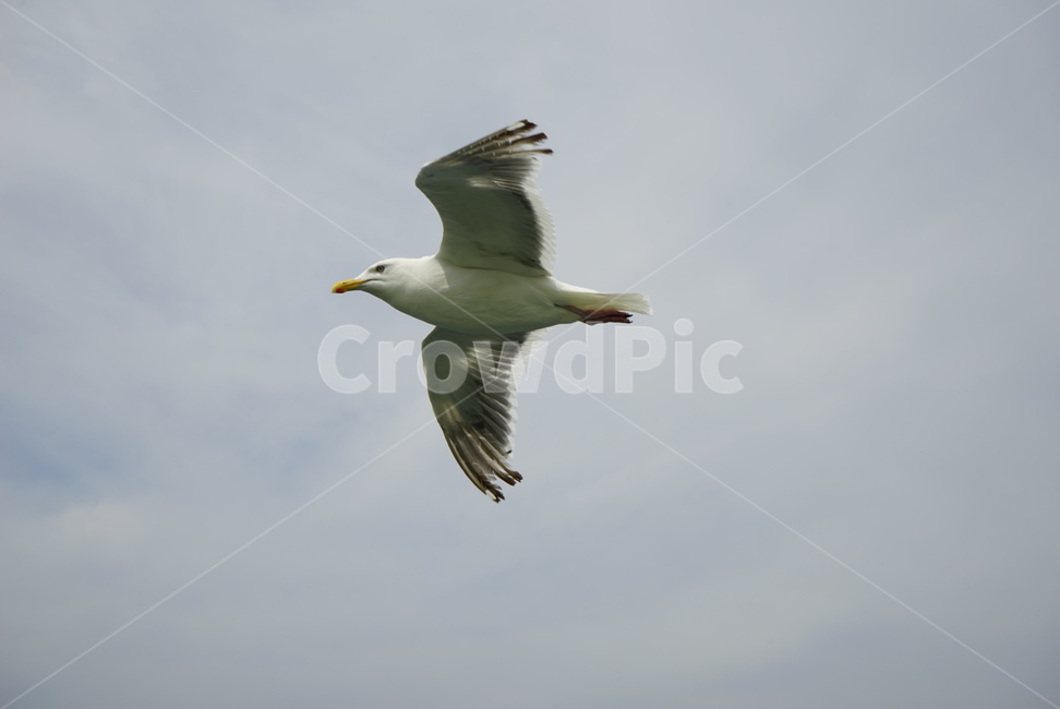 갈매기,바다,하늘,비상,새,날다,동물,animal,조류,새,birds