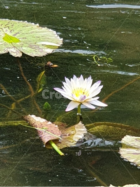 열대수련,수련,연꽃,여름야생화,수생식물