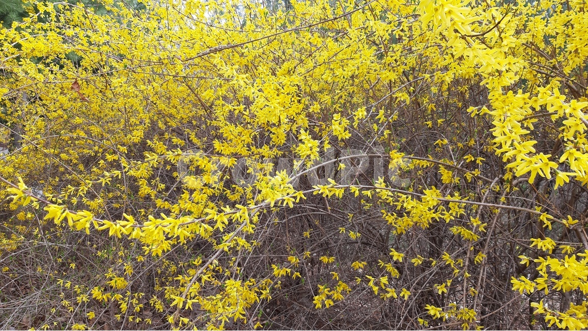 plant,식물,개나리,yellow,꽃,개나리꽃,노랑