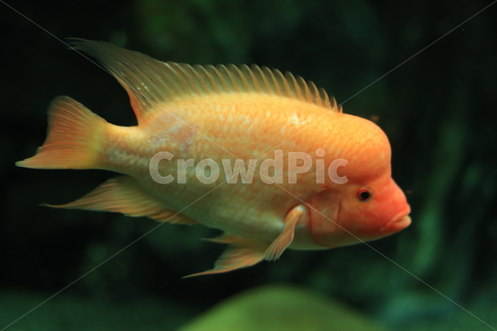 관상어,생선,열대어,수족관,fish,물고기,animal,동물,goldfish,금붕어,동물,animal,어류,물고기,fish