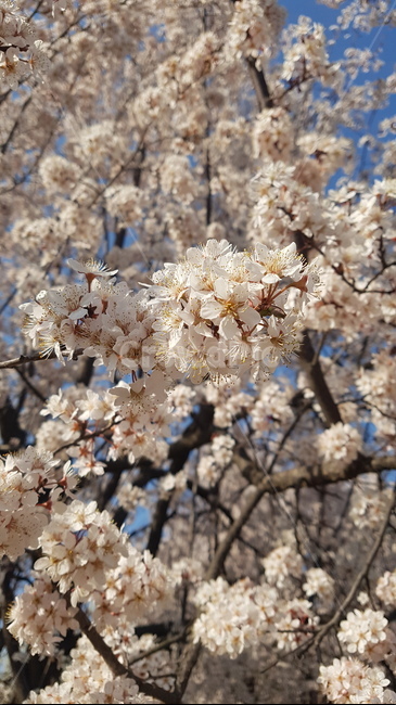 벚꽃,벚꽃나무,봄에피는꽃,봄꽃,벚꽃놀이