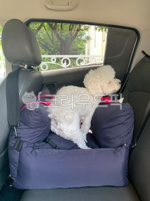 car seat,dog car,pet car seat,dog cushion,dog car seat,dog house,puppy,Munk seat,Car seat