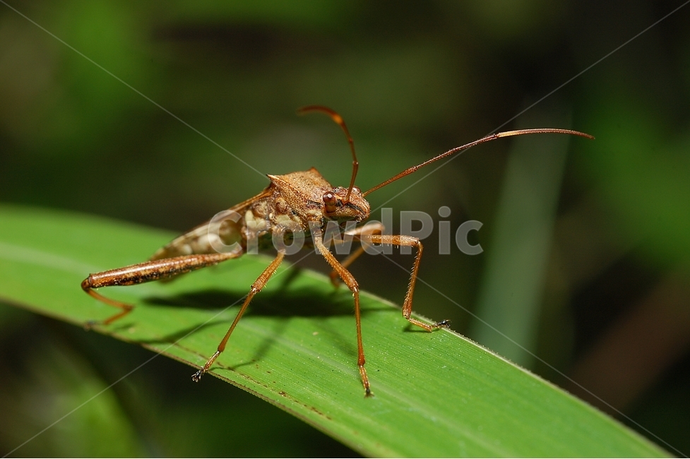 자연,곤충,벌레,접사,클로즈업,macro,micro,노린재,톱다리개미허리노린재,stinkbug,bug,insect,동물,animal,곤충,벌레,insect,bug