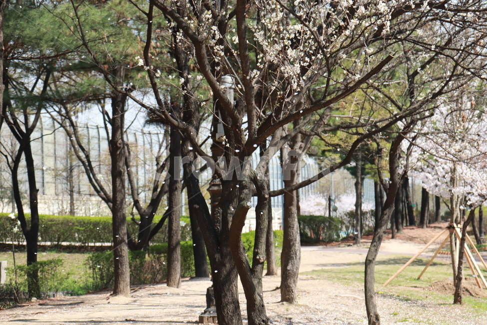 꽃,벚꽃,봄,자연,나무,나무,trees,wood