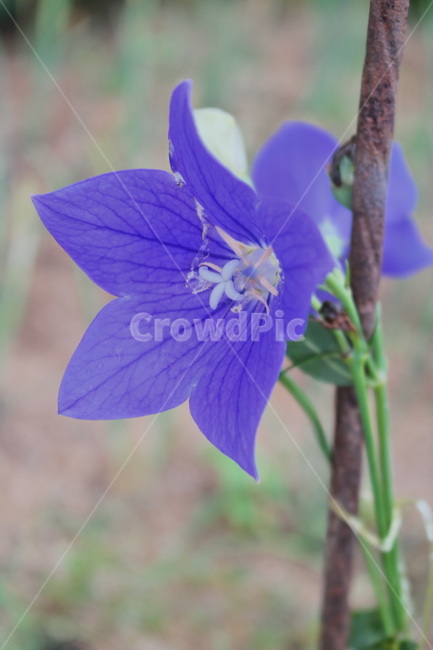 도라지꽃,용담,보라색꽃,보라,꽃,violet,식물,flower,plant,blossom