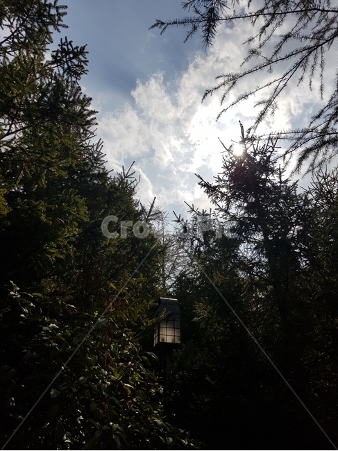 풍경,숲속,호롱불,신비로운,하늘,자연,풍경,nature,landscape,tree,나무,plant,식물,fir,전나무