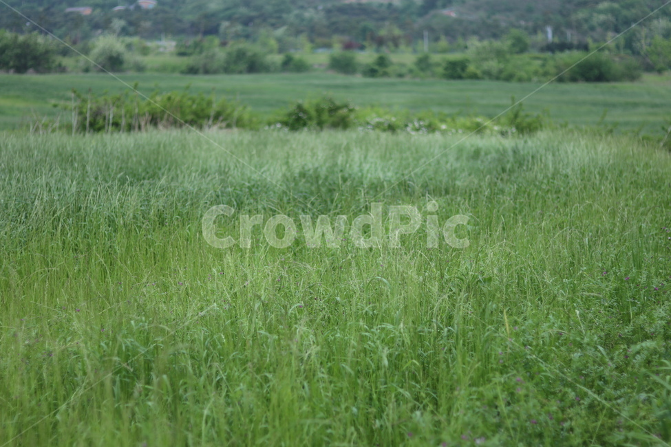 풀,잡초,초록,봄,흐림,자연,풍경,nature,landscape,한국자연풍경,한국자연경관,korea nature landscape,field,들,outdoors,옥외,grass,잔디,plant,식물,grassland,목초지