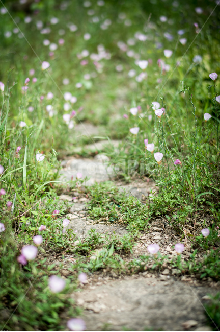 봄,길,꽃,꽃길,봄길,봄꽃,마당,화단,garden,봄,계절,spring,season,식물,자연,plants,nature,꽃,flower,ground,바닥,plant,vegetation,초목