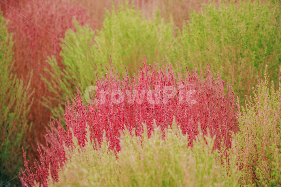 가을,식물,자연,분홍,댑싸리,코키아,가을,계절,fall,autumn,season,식물,자연,plants,nature,bush,부시,vegetation,초목,plant