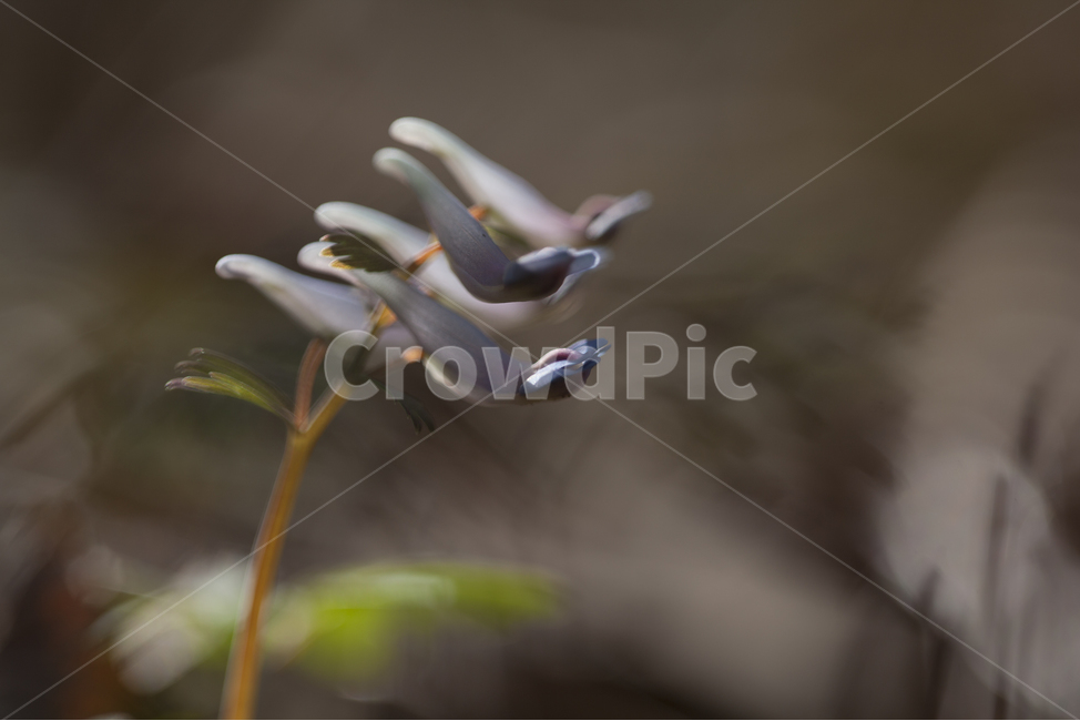 spring flowers,wildflowers,new spring,wild flowers,Corydalis