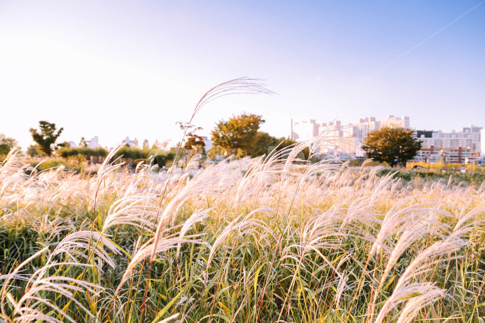울산,가을,갈대,강변,태화강,가을,계절,fall,autumn,season,자연,풍경,nature,landscape,grass,잔디,plant,식물