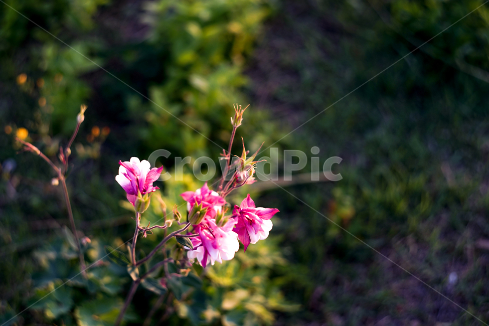 꽃,식물,봄,봄날,오후,시간,여유,자유,꽃나무,기다림,봄,계절,spring,season,식물,자연,plants,nature,꽃,flower,blossom,geranium,제라늄,plant