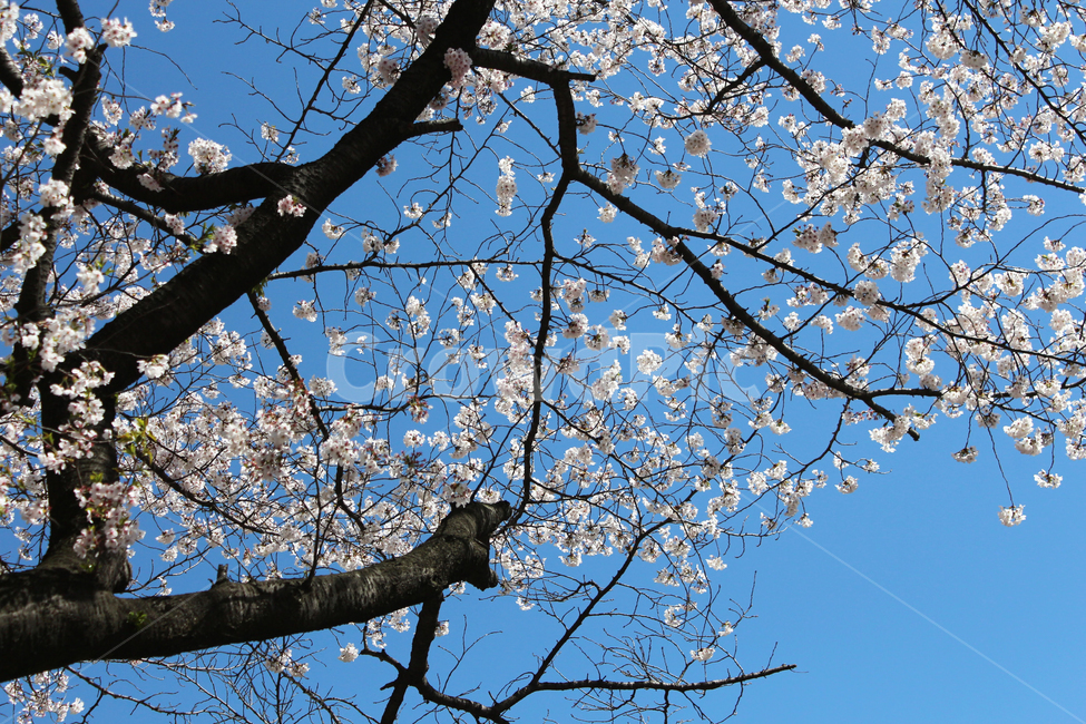 벚꽃,꽃,꽃나무,나무,식물,자연,봄,축제,벚꽃축제,일본,일본꽃,봄,계절,spring,season,식물,자연,plants,nature,꽃,flower,plant,cherry blossom,blossom