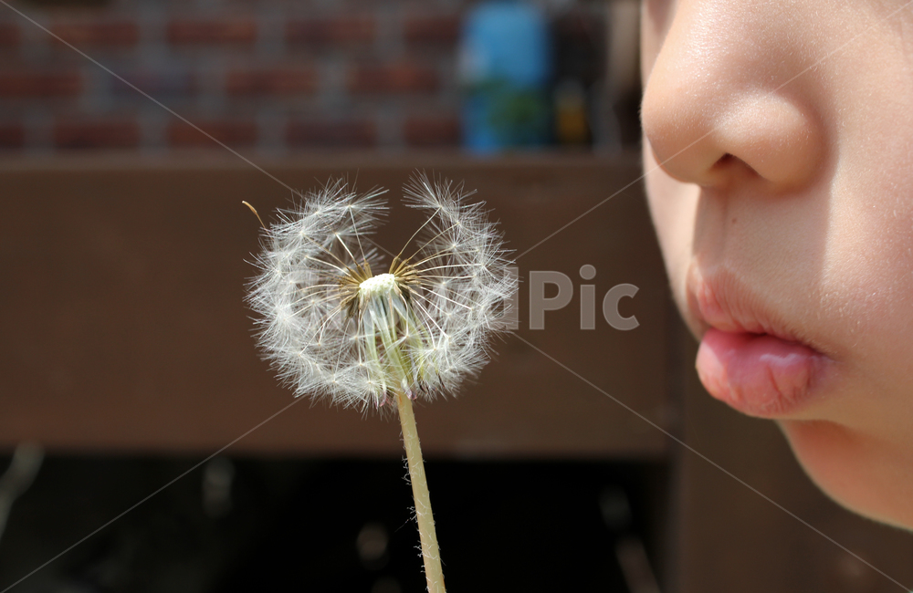 바람,바람불기,아이,어린이,입술,코,볼,얼굴,신체,불기,신체부위,동양인,옆모습,입,민들레,민들레씨앗,씨,씨앗,민들레씨,식물,자연,흰색,화이트,하얀색,봄