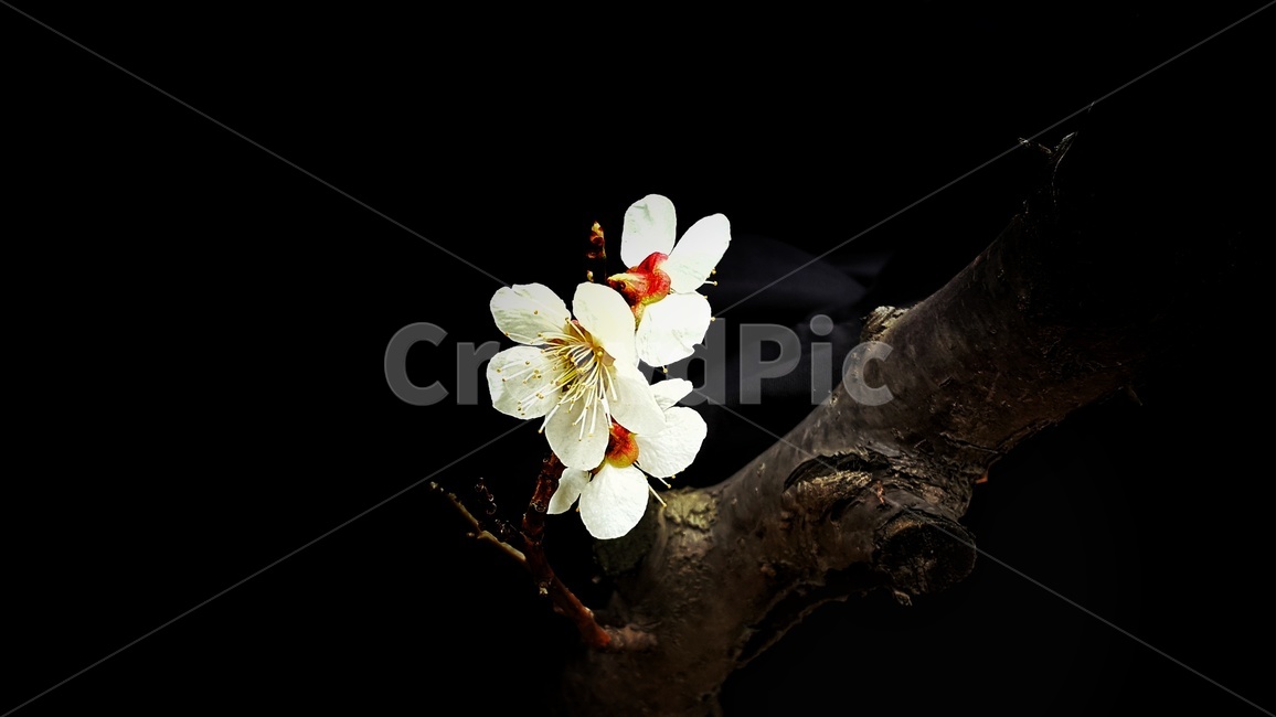 봄,벚꽃,봄꽃,벚꽃나무,계절,식물,자연,꽃,나무,감정,cherryblossom,flowers,spring,season,plants,nature,trees,wood,flower,sensible,feeling,색상,색감
