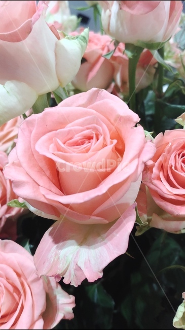 꽃,flower,rose,장미,장미꽃,샘페인핑크,여름,여름꽃,6월의꽃,6월,핑크,pink,flowers,식물,plants,식물,자연,plants,nature,꽃,flower