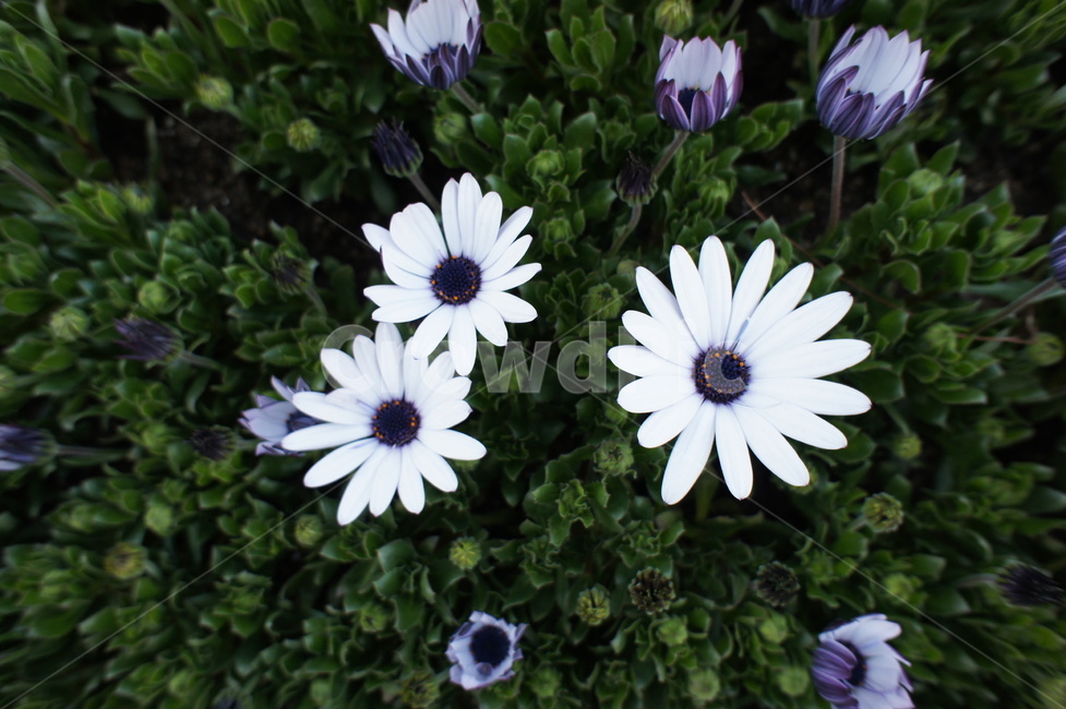 봄,꽃,초록,흰색,자연,식물,식물,자연,plants,nature,꽃,flower