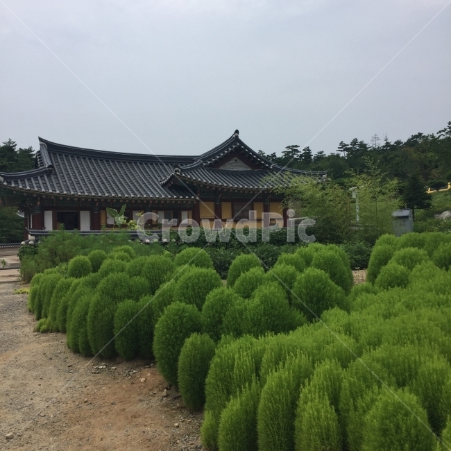 절,사찰,나무,한옥,지붕,기와,불교,종교,한국전통,한국문화,korean traditional,korean culture,건축물,건물외관,exterior,building,structure,architecture,construction