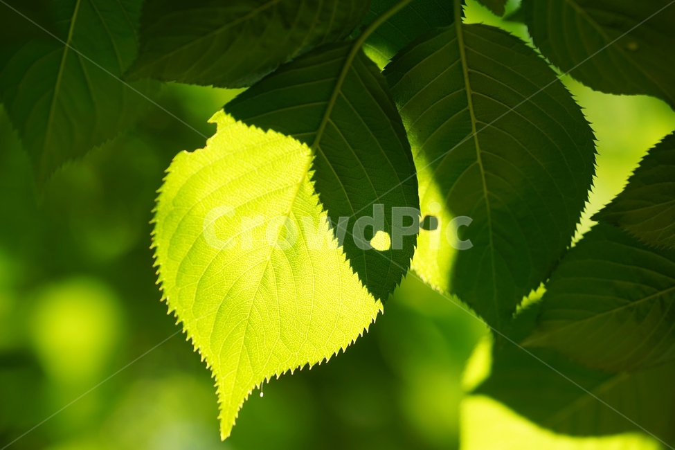 나뭇잎,벚나뭇잎,벌레구멍,아침햇살,벚나무잎,식물,자연,plants,nature,휴식,힐링,rest,relaxation,healing