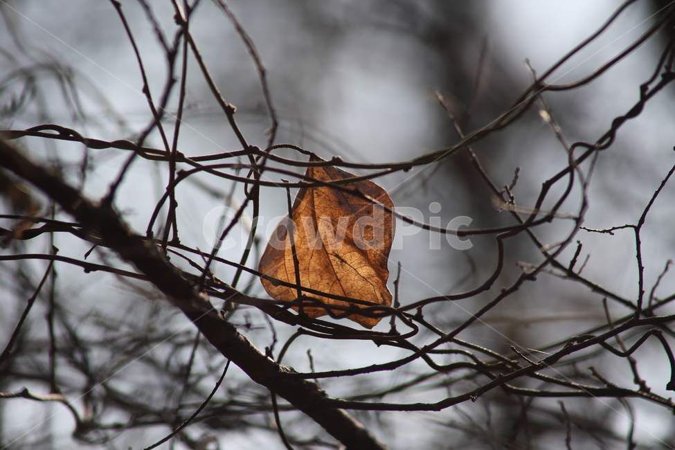 단풍,잎,식물,가을,redleaves,가을,계절,fall,autumn,season