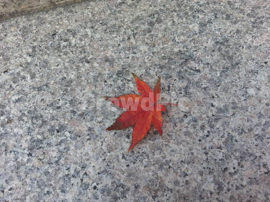 leaf,잎,단풍잎,가을,빨강,가을,계절,fall,autumn,season