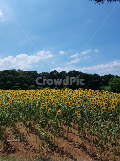 해바라기,꽃,sunflower,flower,농장,farm,농촌,outdoors,field,자연,nature