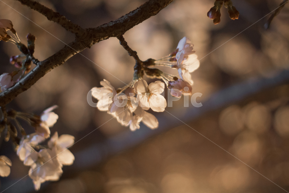 벚꽃,밤벚꽃,봄,꽃,벚꽃야경,야간벚꽃,봄,계절,spring,season,plant,식물,blossom,cherry blossom,flower