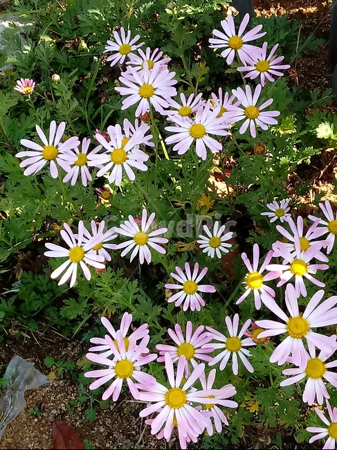 아스타,식물,꽃,flower,plant,(aster,식물,자연,plants,nature,꽃,flower