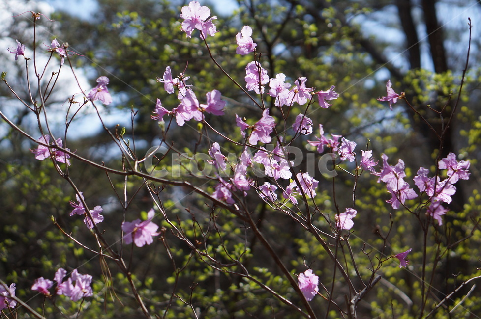 진달래,핑크,분홍,4월,식용,봄,빛,산,봄,계절,spring,season,식물,자연,plants,nature,꽃,flower,plant