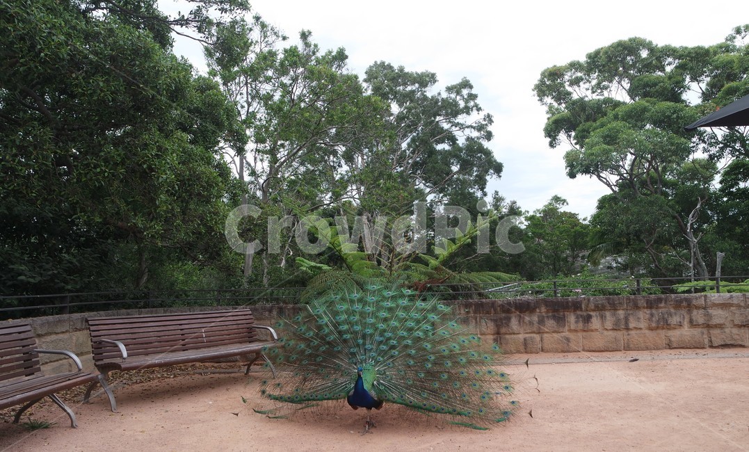 피콕,peacock,공작,새,자연,동물원