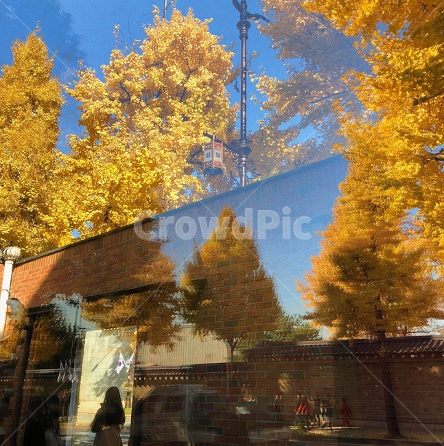 자연,가을,아날로그,감성,단풍,은행,식물,분위기,고즈넉함,가을,계절,fall,autumn,season,도시,풍경,city,landscape,한국도시풍경,한국도시경관,korea cityscape,plant,tree,나무