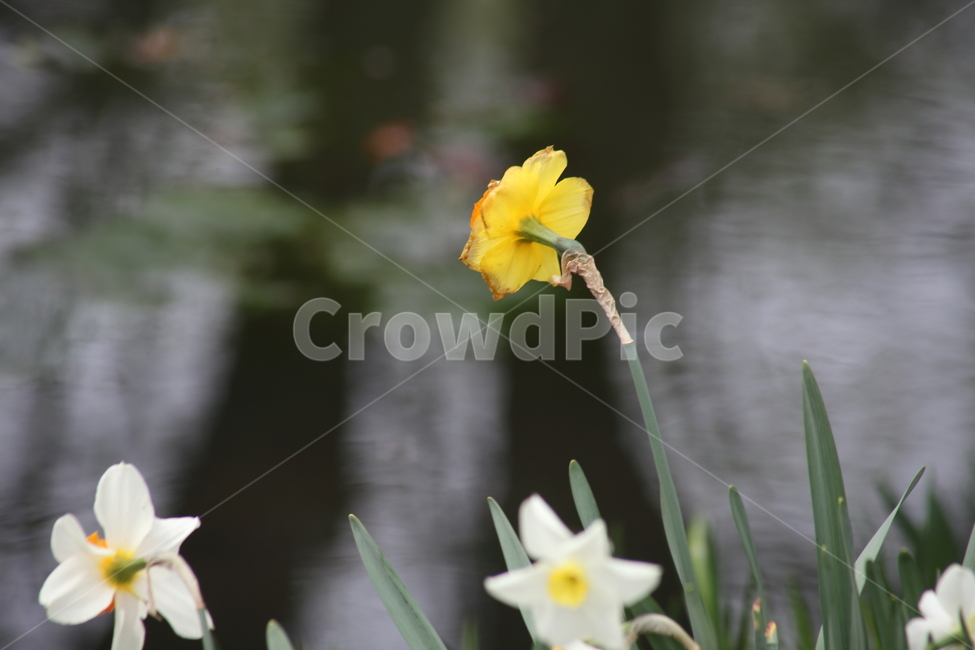 수선화,꽃,식물,봄,narcissus,식물,자연,plants,nature,꽃,flower