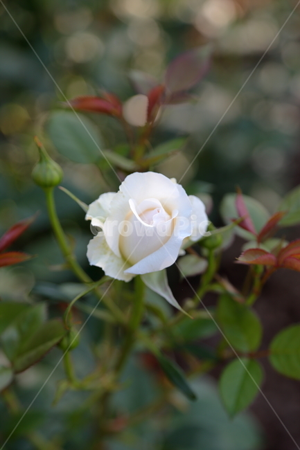 장미,장미꽃,꽃,rose,flower,백장미,하얀장미,5월,6월