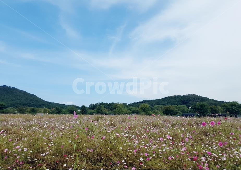 가을하늘,자연,코스모스,푸른하늘,가을풍경,자연,풍경,nature,landscape,식물,plants,꽃,flower
