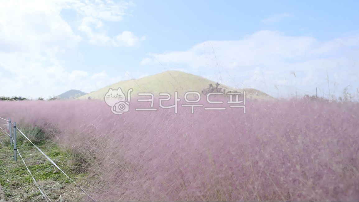 꽃,가을,플라워,핑크뮬리,핑크,계절,season,식물,plants,flower,beautiful,outdoor,blossom,bloom,blooming,autumn,fall,생명,pinkmuhlygrass,grass,꽃밭,축제,분홍색,생태계,가을꽃,야외,풍경,억새,배경,잔디,백그라운드,공원,landscape,grassland,field,제주도,제주,들,nature,자연,outdoors,옥외,구름,하늘,sky