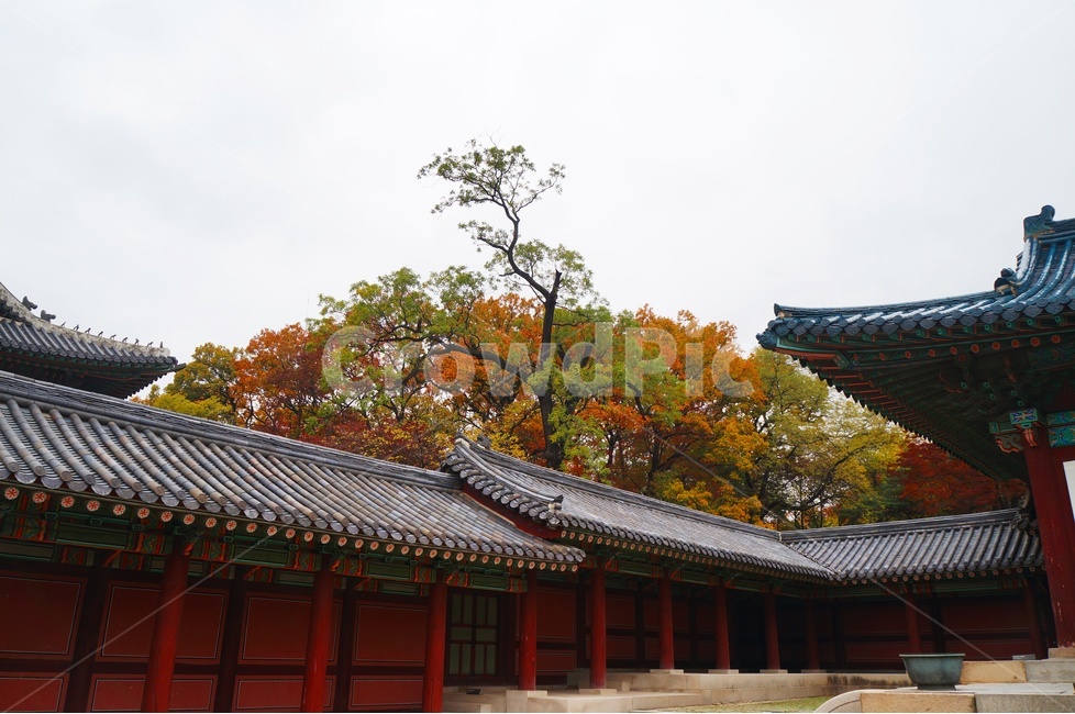 가을,단풍,고궁,창경궁,낙엽,기와,가을산책,고궁의가을,가을,계절,fall,autumn,season,한국전통,한국문화,korean traditional,korean culture,랜드마크,landmark,tourist attraction,한국랜드마크,한국관광지,한국명소,korea landmark,korea tourist attraction,건축물,건물외관,exterior,building,structure,architecture,construction,건물,shrine,신사,pagoda,탑,temple,신전,worship,예배