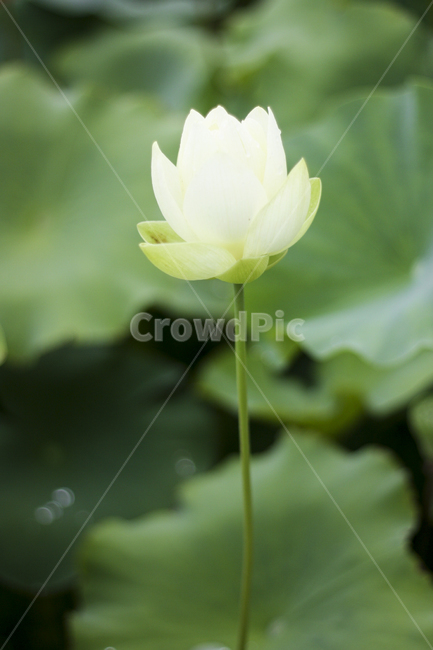 연꽃,연잎,꽃,활짝,flower,불교,nature,plants,수련,여름,자연물,자연,color,landscape,순정,배경화면,연뿌리,개화,연꽃축제,초록,white,흰꽃,흰색,하얀색,하얀꽃,꽃한송이,한송이
