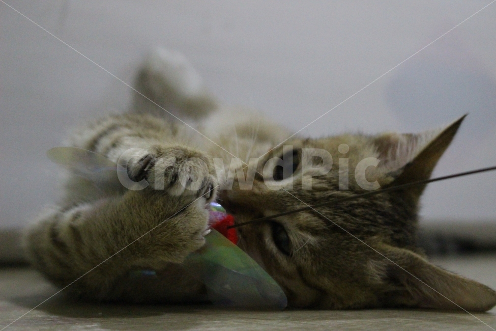 고양이,반려동물,유기묘,길냥이,애완동물,cat,pet,kitten,아기고양이,코숏,코리안숏헤어,동물,animal,고양이,cat,kitten,kitty,포유류,mammal