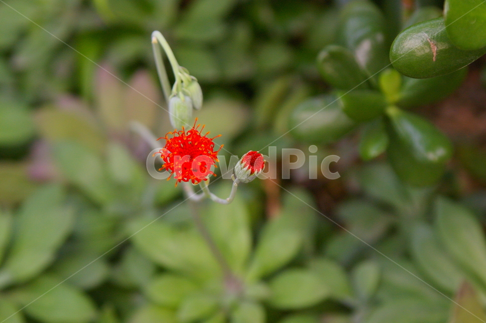 식물,꽃,plant,flower,blossom,식물,자연,plants,nature,꽃,flower